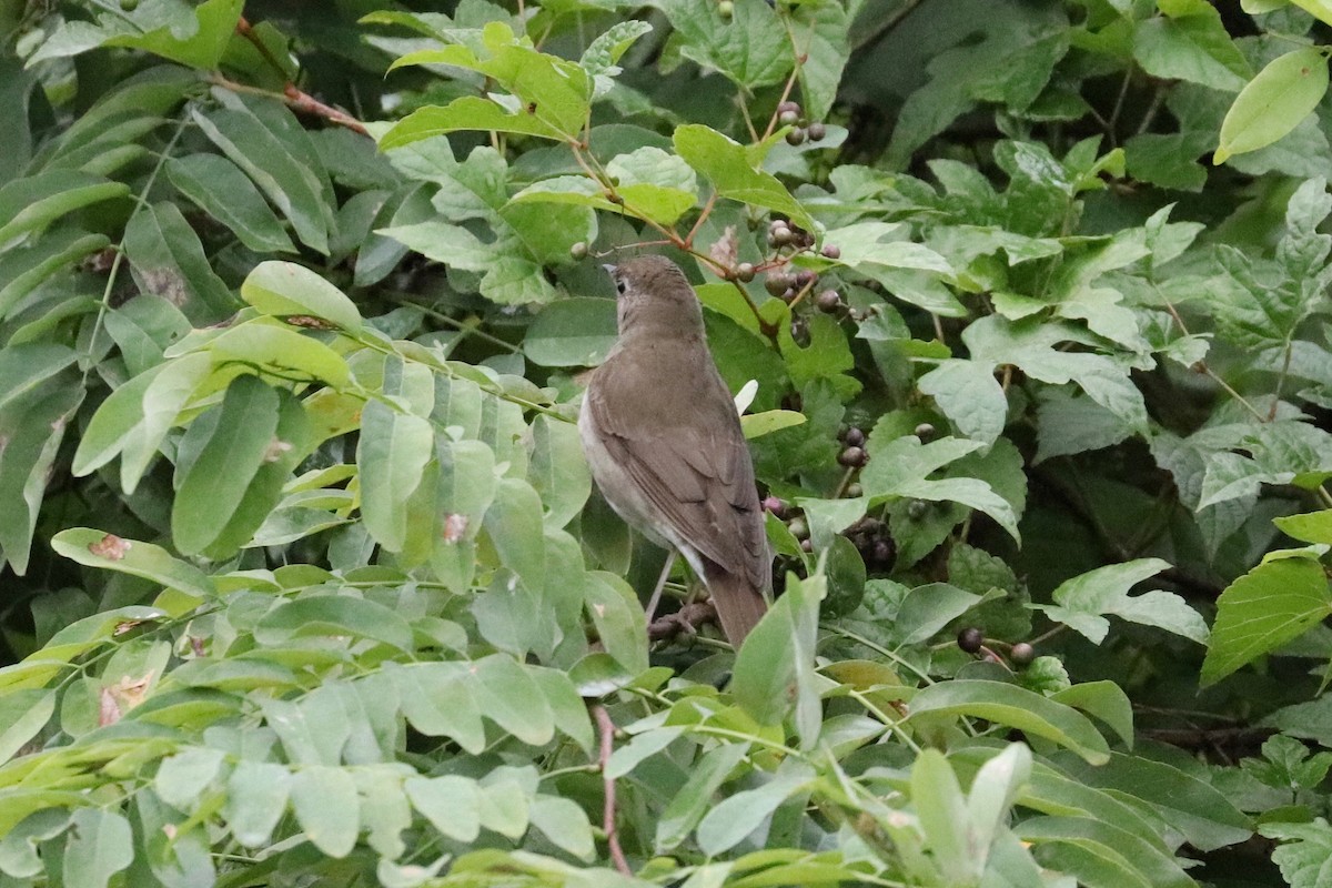 Gray-cheeked/Bicknell's Thrush - ML624317658
