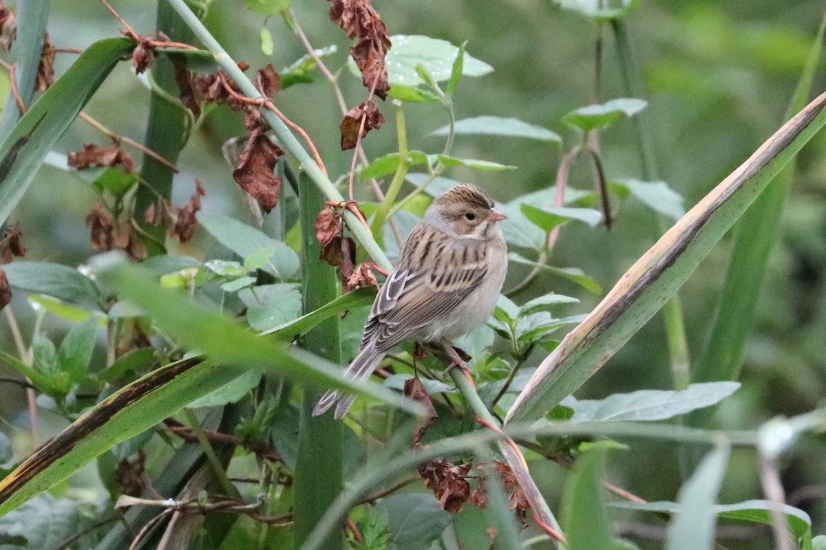 Clay-colored Sparrow - ML624317664