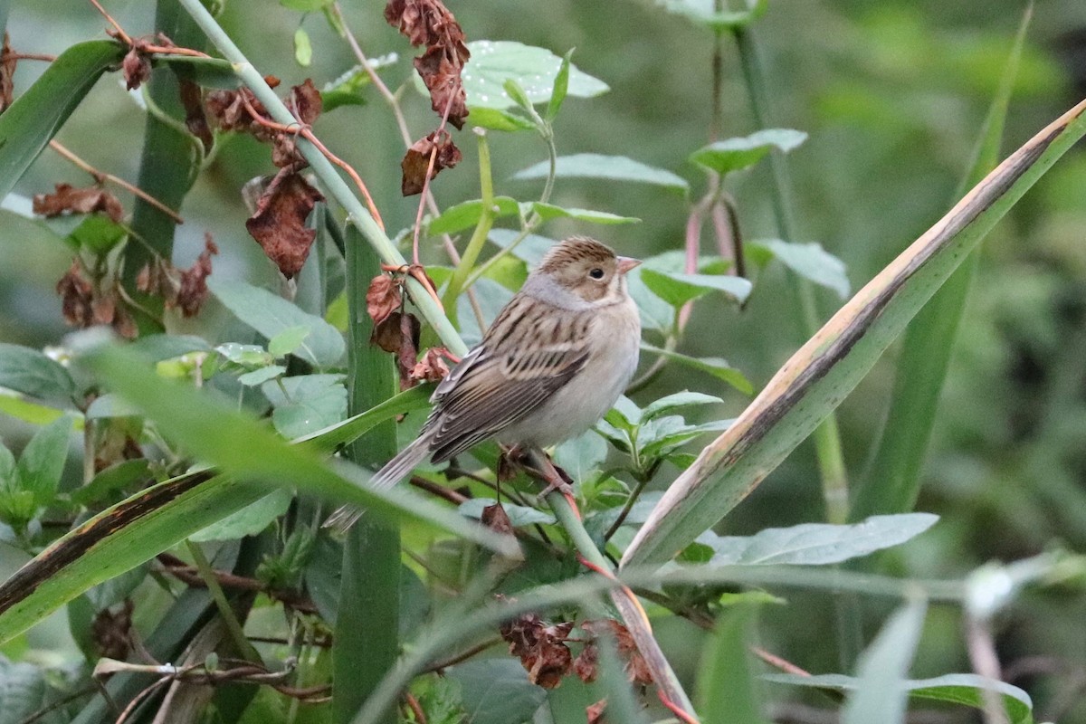 Clay-colored Sparrow - ML624317665