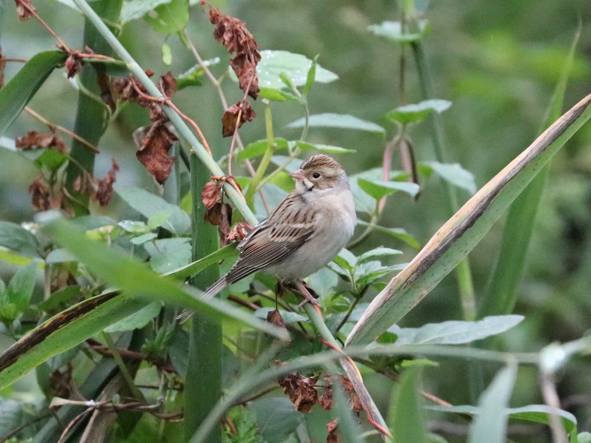 Clay-colored Sparrow - ML624317666