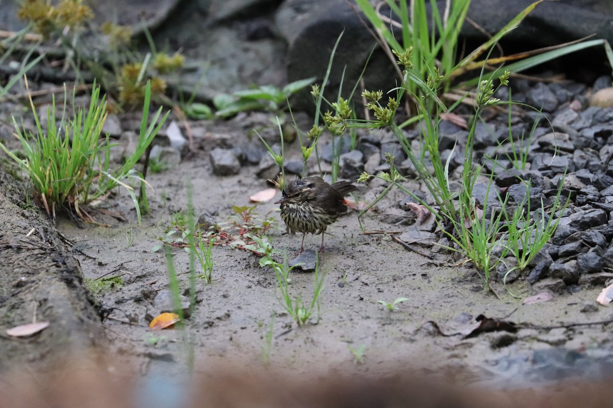 Northern Waterthrush - ML624317680