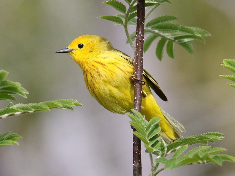 Yellow Warbler (Northern) - Pavel Parkhaev