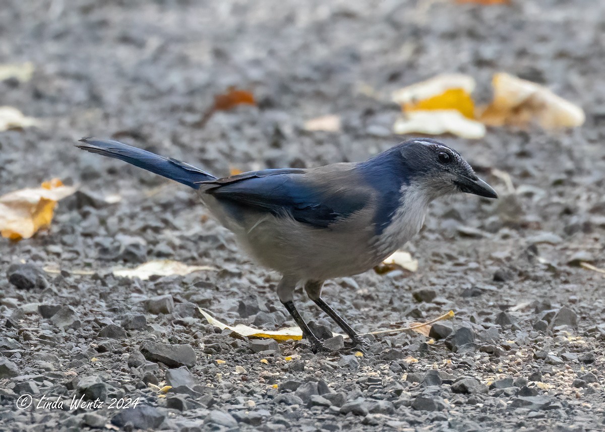 California Scrub-Jay - ML624317804