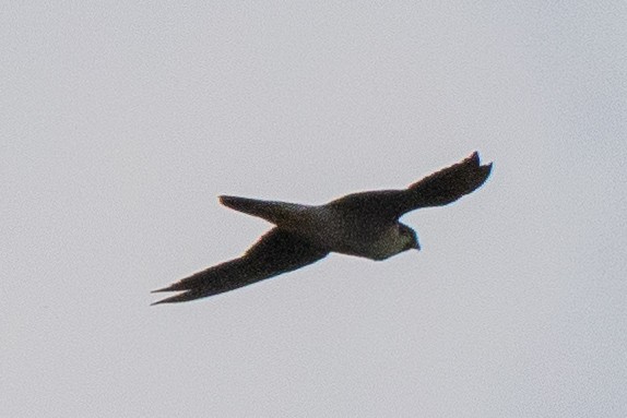 Peregrine Falcon - ML624317955