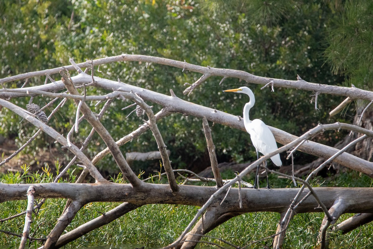 Great Egret - ML624317963