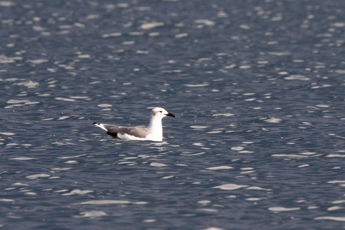 Laughing Gull - ML624317980