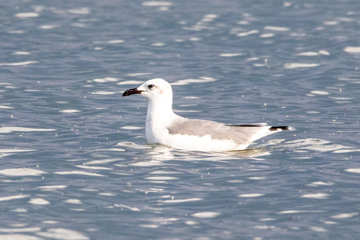 Laughing Gull - ML624317981