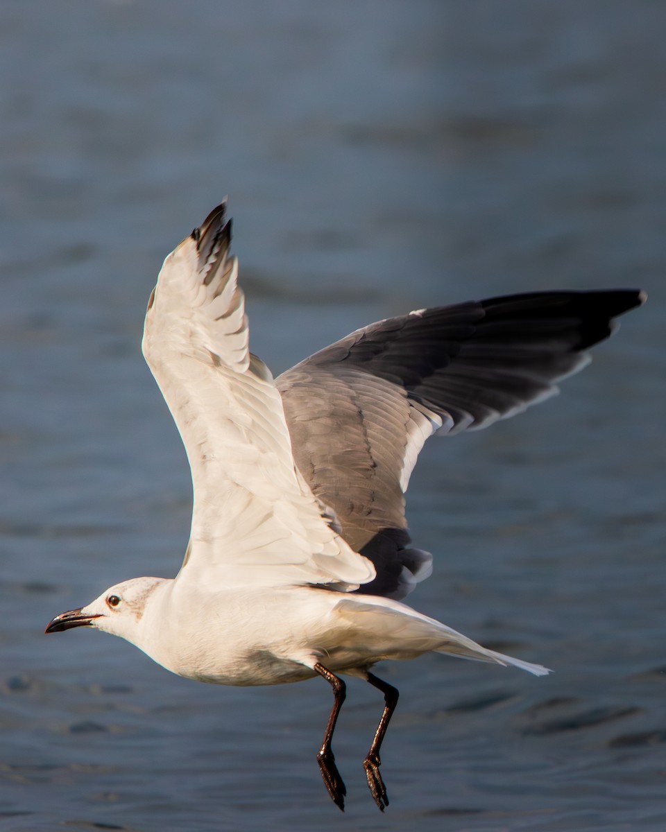 Laughing Gull - ML624317982