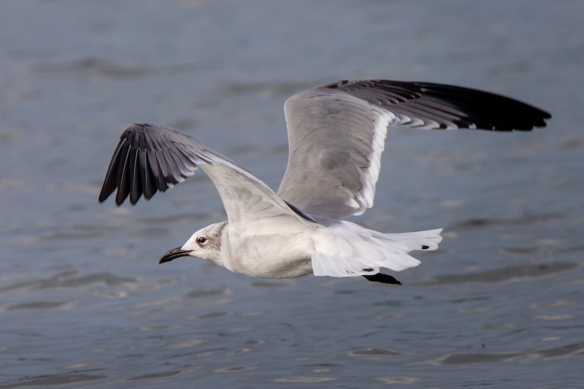 Laughing Gull - ML624317983