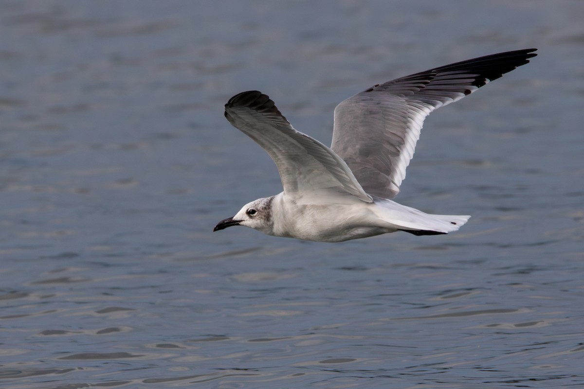 Laughing Gull - ML624317984