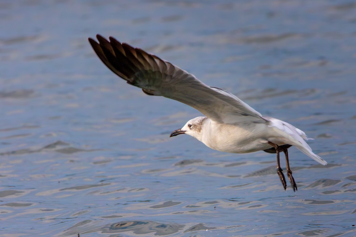 Laughing Gull - ML624317985