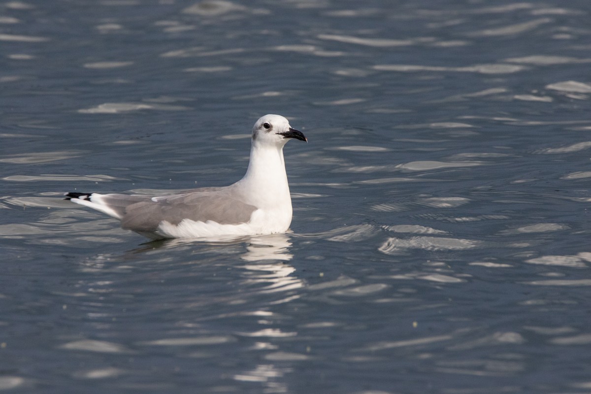 Laughing Gull - ML624317987