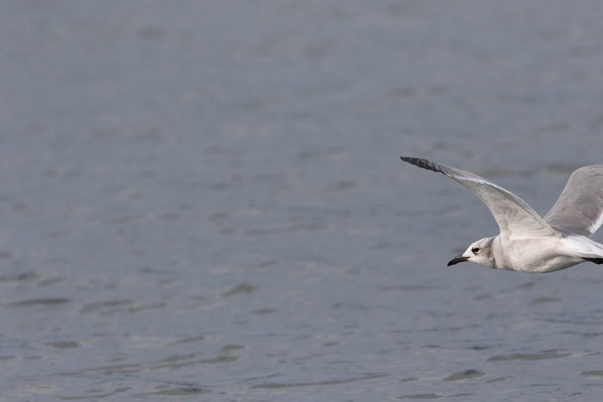 Laughing Gull - ML624317988