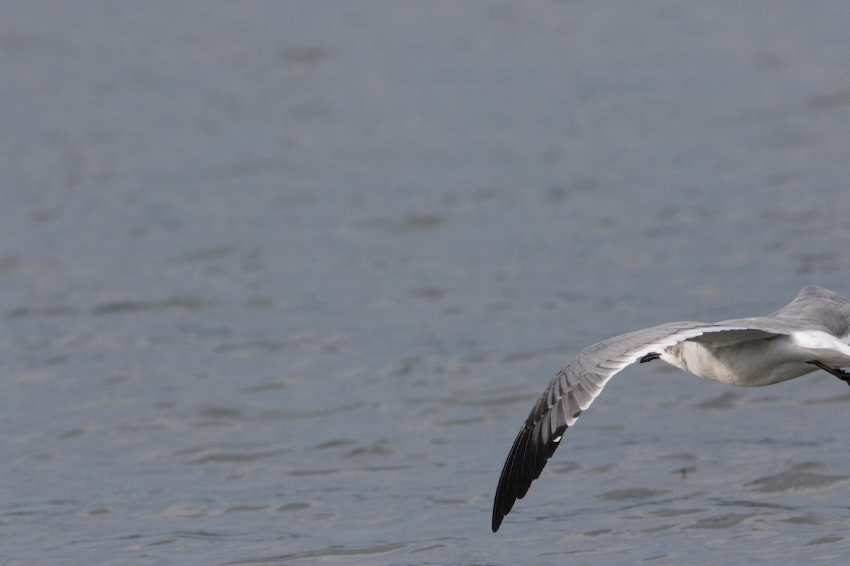 Laughing Gull - ML624317989