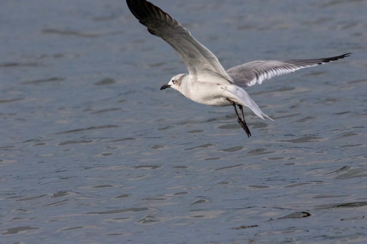 Laughing Gull - ML624317990