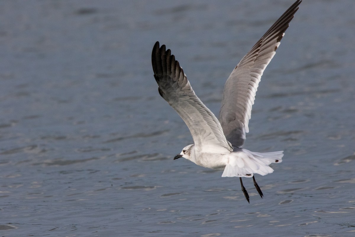 Laughing Gull - ML624317991