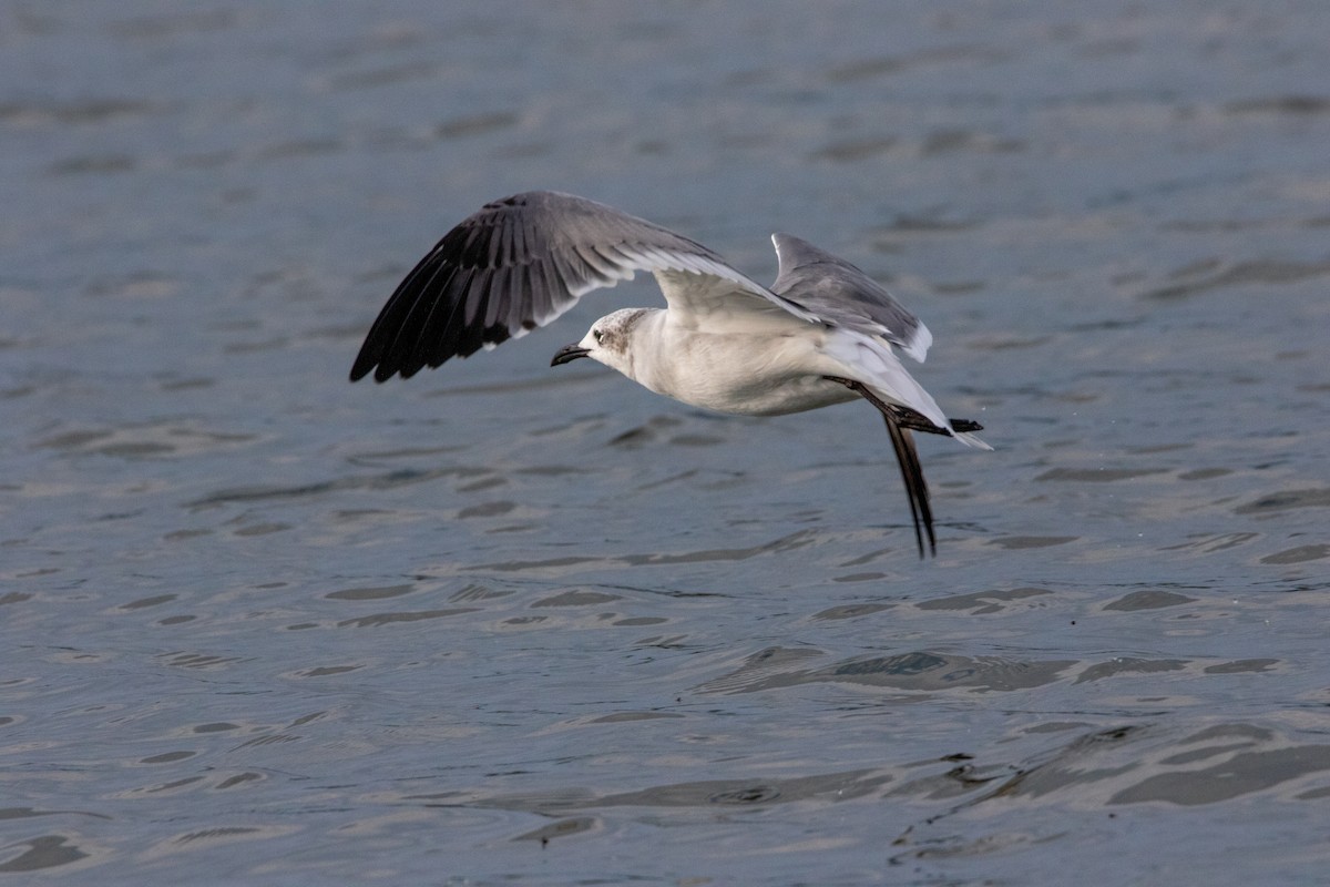 Laughing Gull - ML624317992