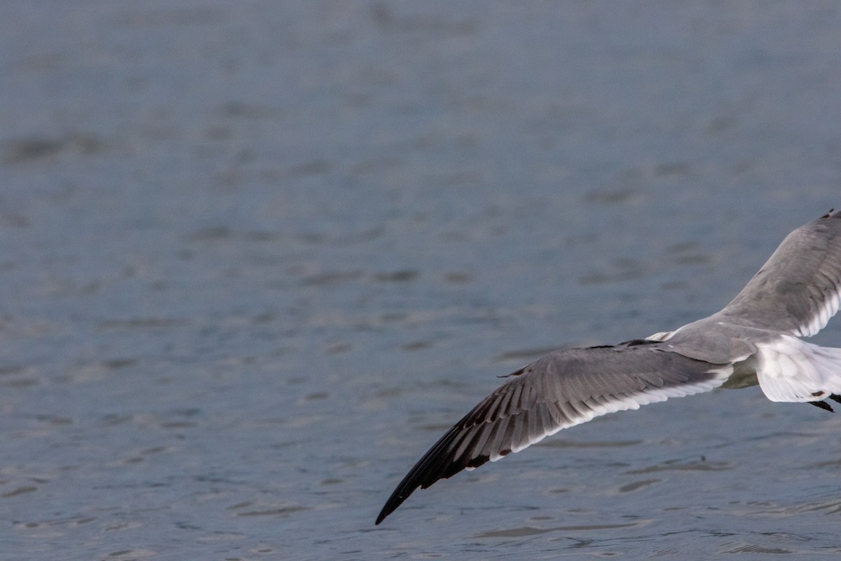 Laughing Gull - ML624317993
