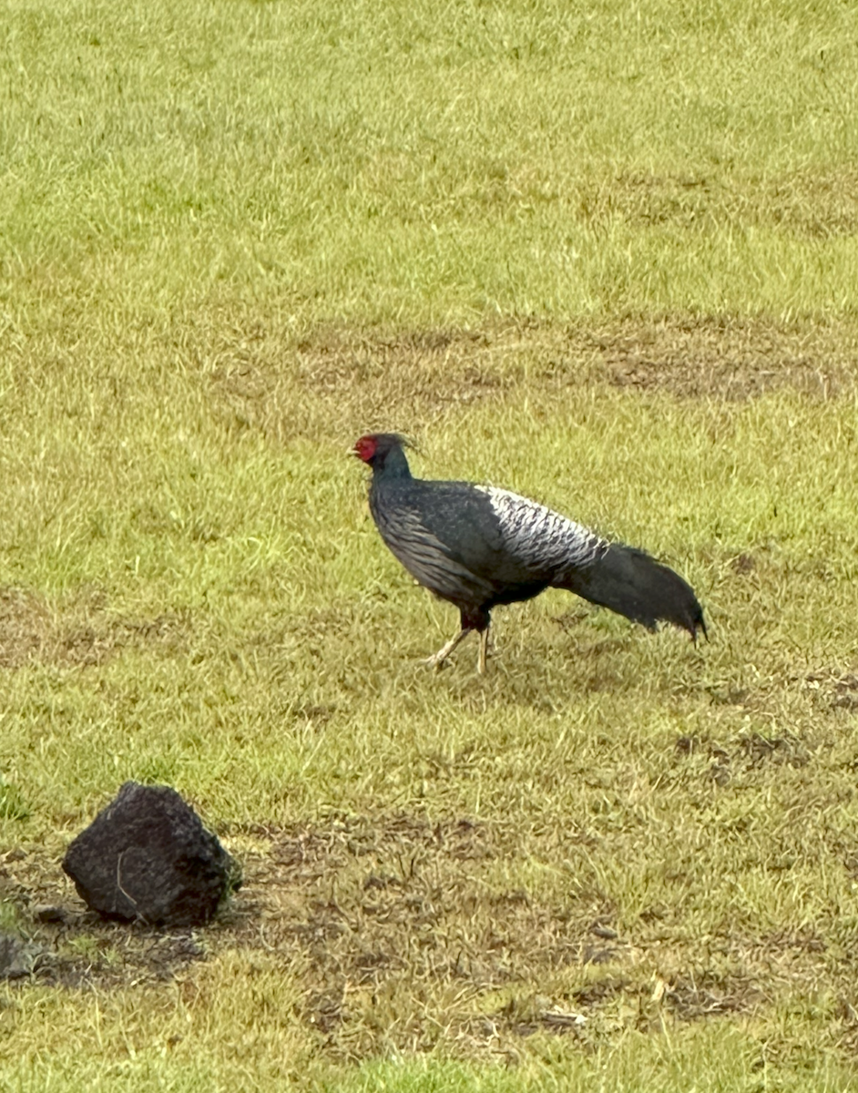 Faisan leucomèle - ML624318115