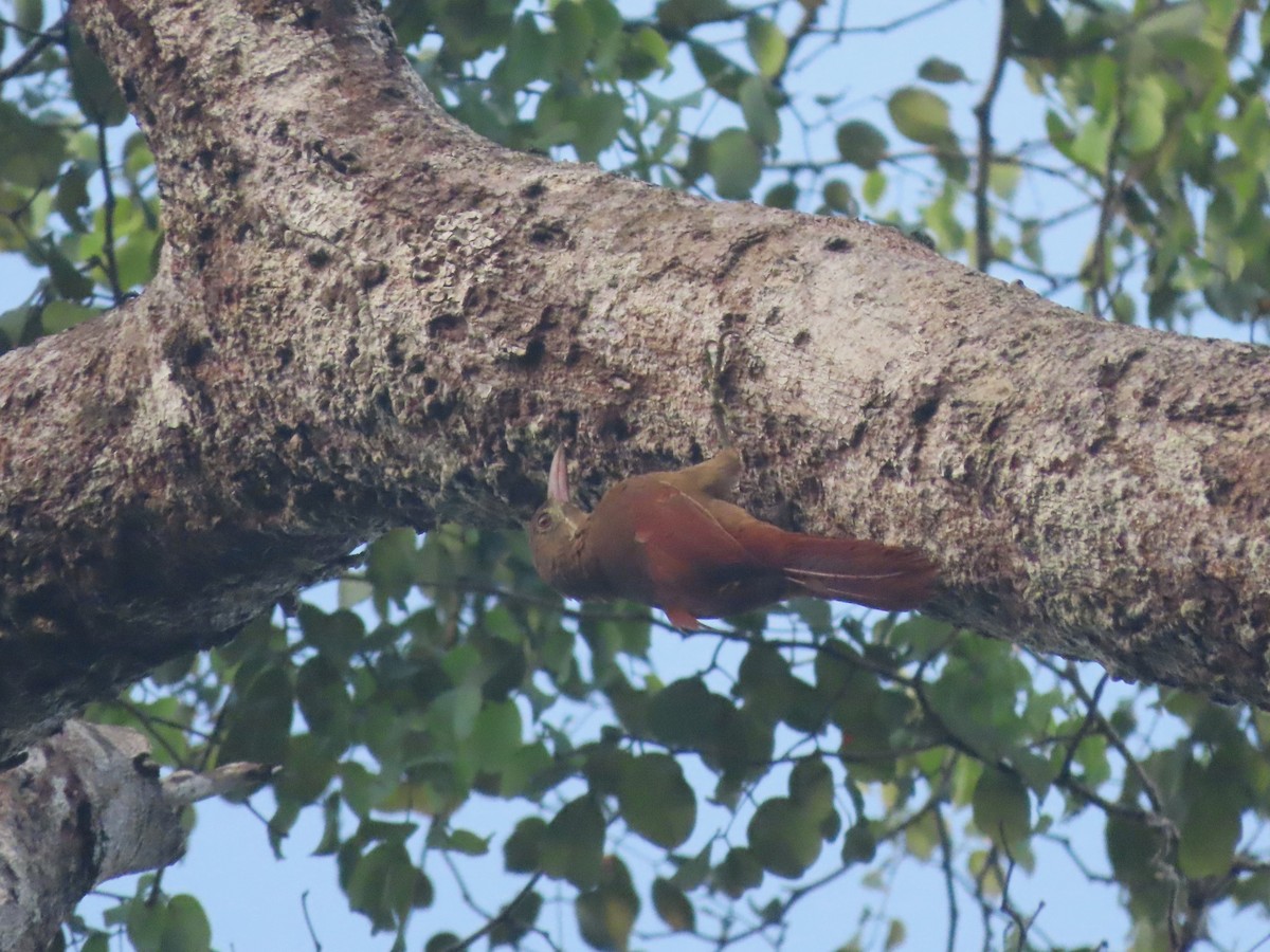 Red-billed Woodcreeper - ML624318130