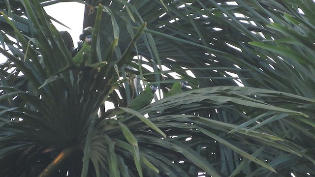 Red-shouldered Macaw (Northern) - ML624318204