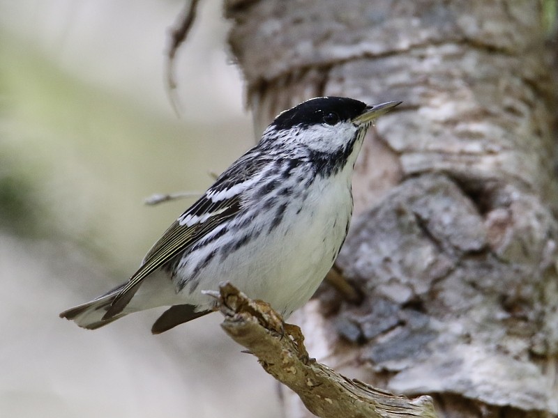 Blackpoll Warbler - ML62431821