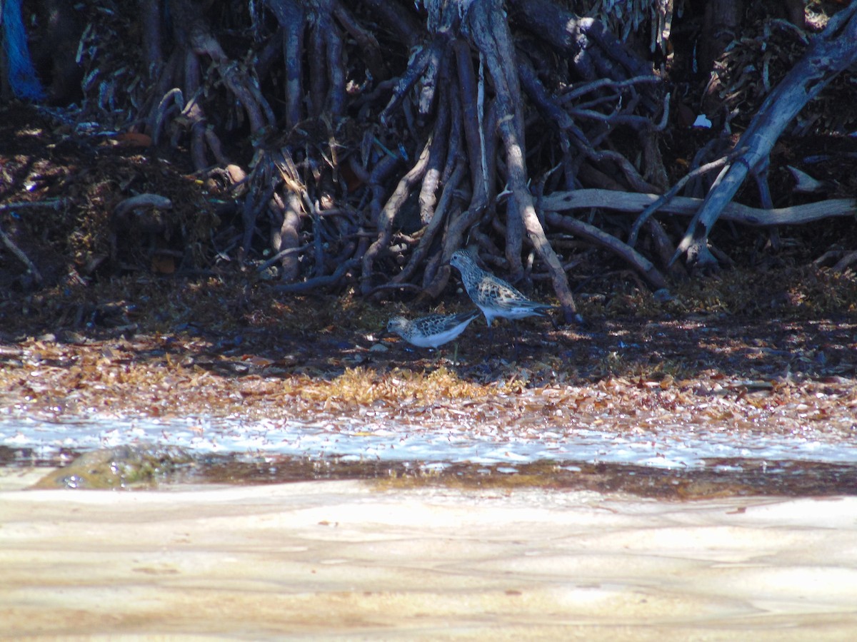 White-rumped Sandpiper - ML624318244