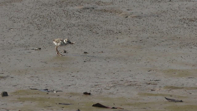 Wilson's Plover - ML624318280