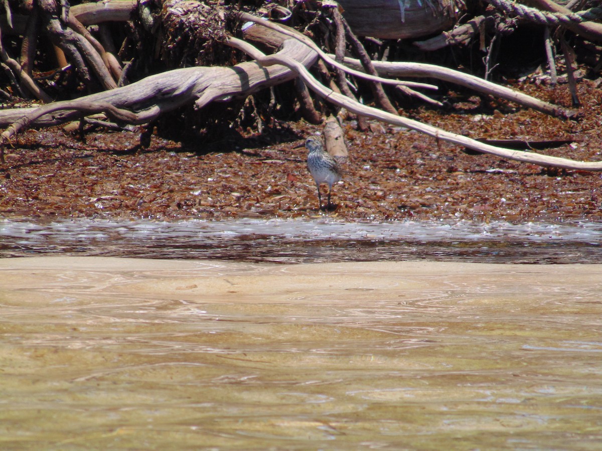 White-rumped Sandpiper - ML624318301