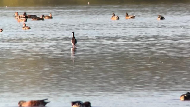 Black-necked Stilt - ML624318394