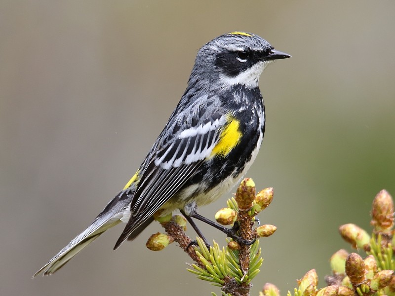 lesňáček žlutoskvrnný (ssp. coronata) - ML62431841