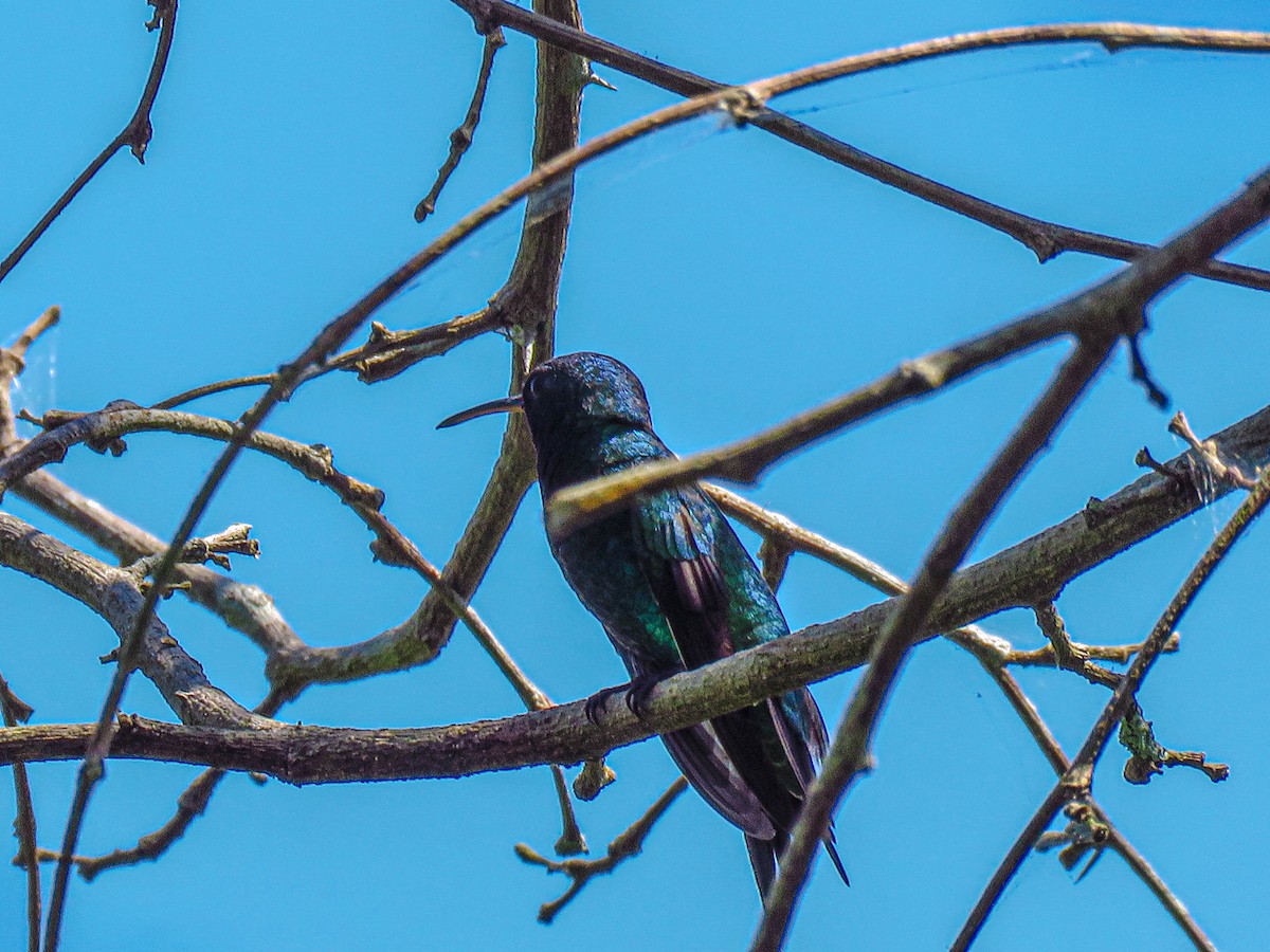 Sapphire-throated Hummingbird - ML624318487