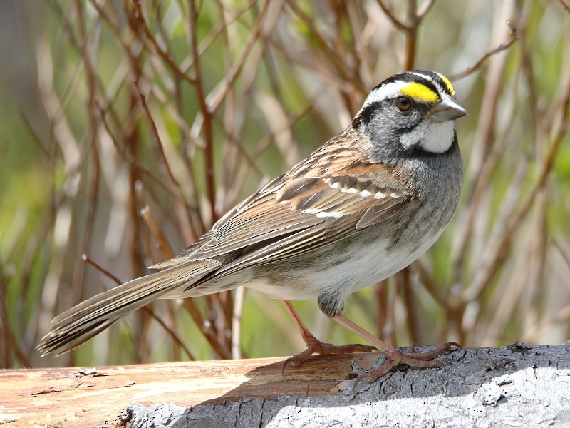 White-throated Sparrow - ML62431851