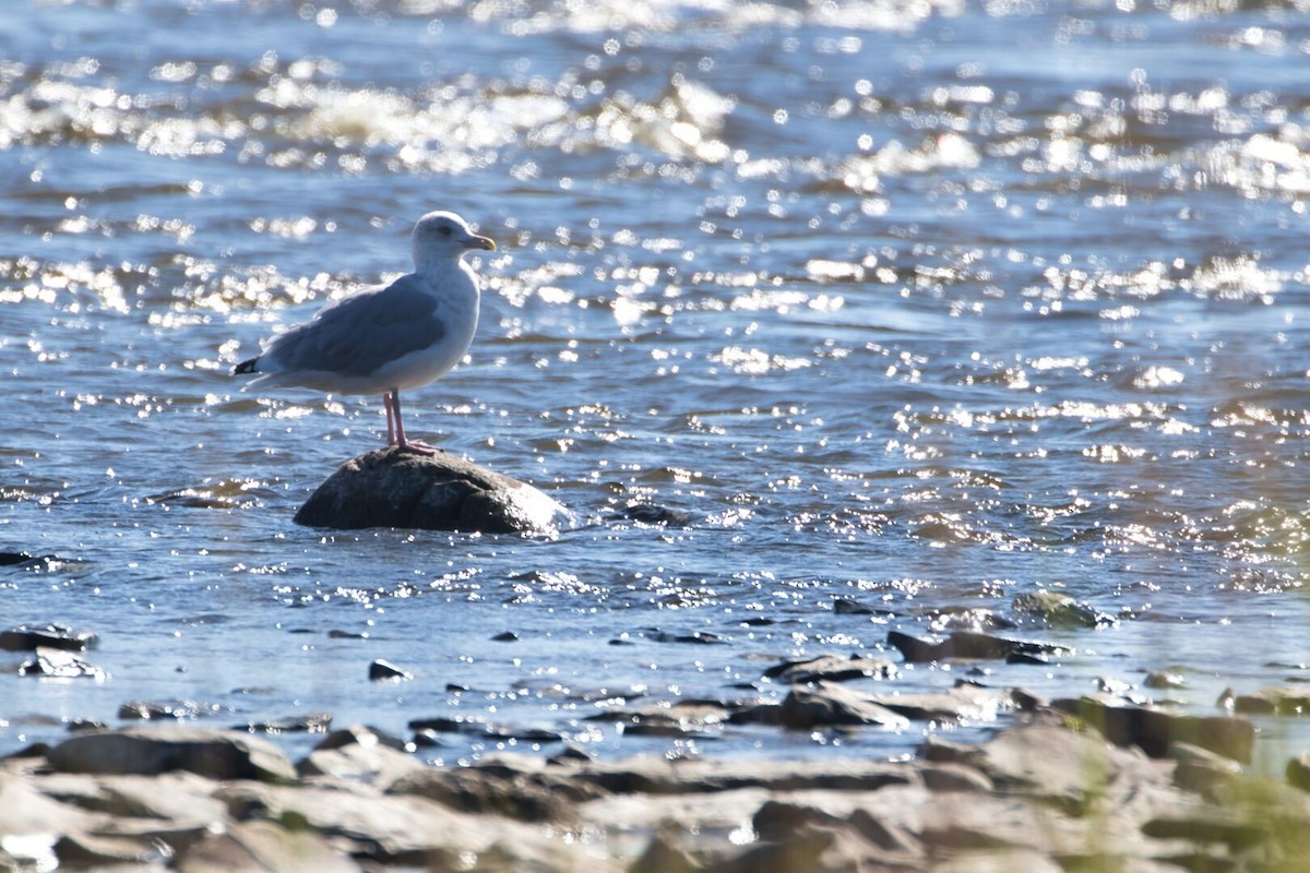 Herring Gull - Lyse Clermont