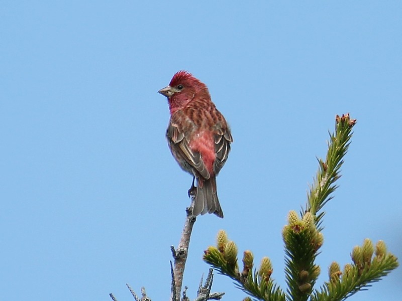 Purple Finch (Eastern) - ML62431881