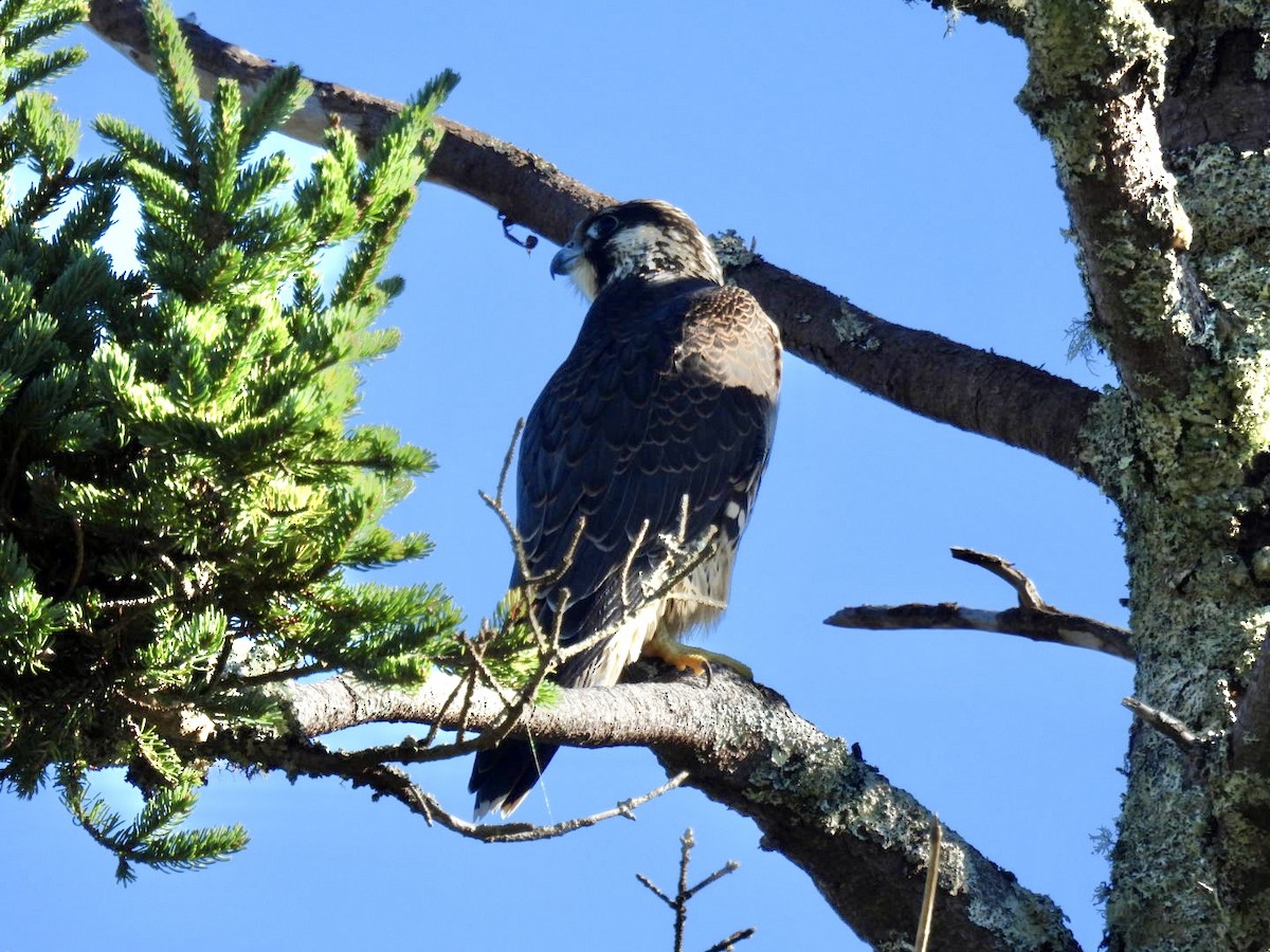 Peregrine Falcon - ML624318944