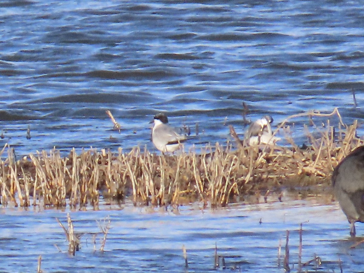 Least Tern - ML624318979