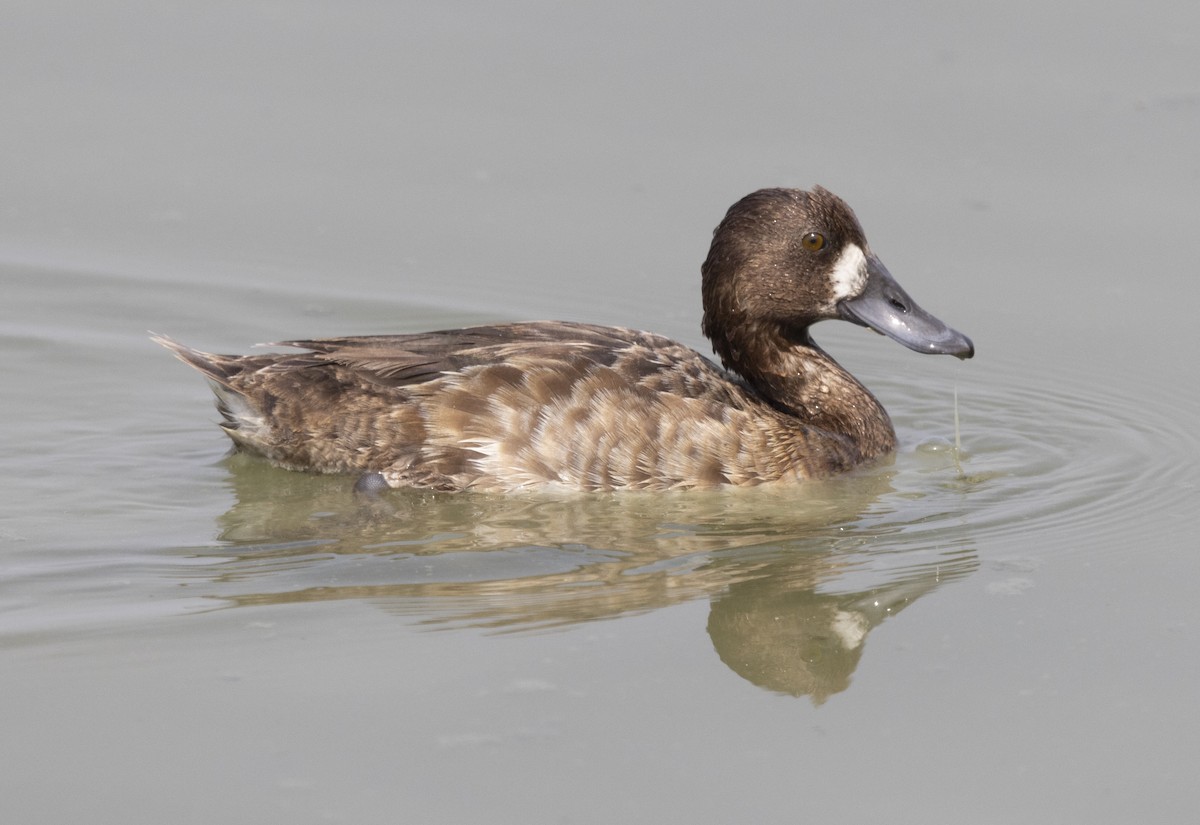 Greater Scaup - ML624319226