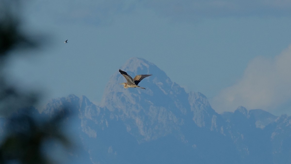 Airone rosso - ML624319233