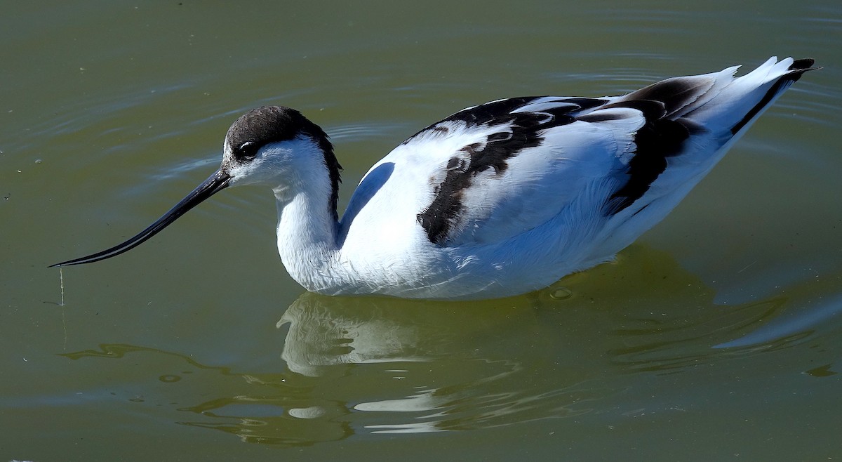 Avocetta - ML624319251