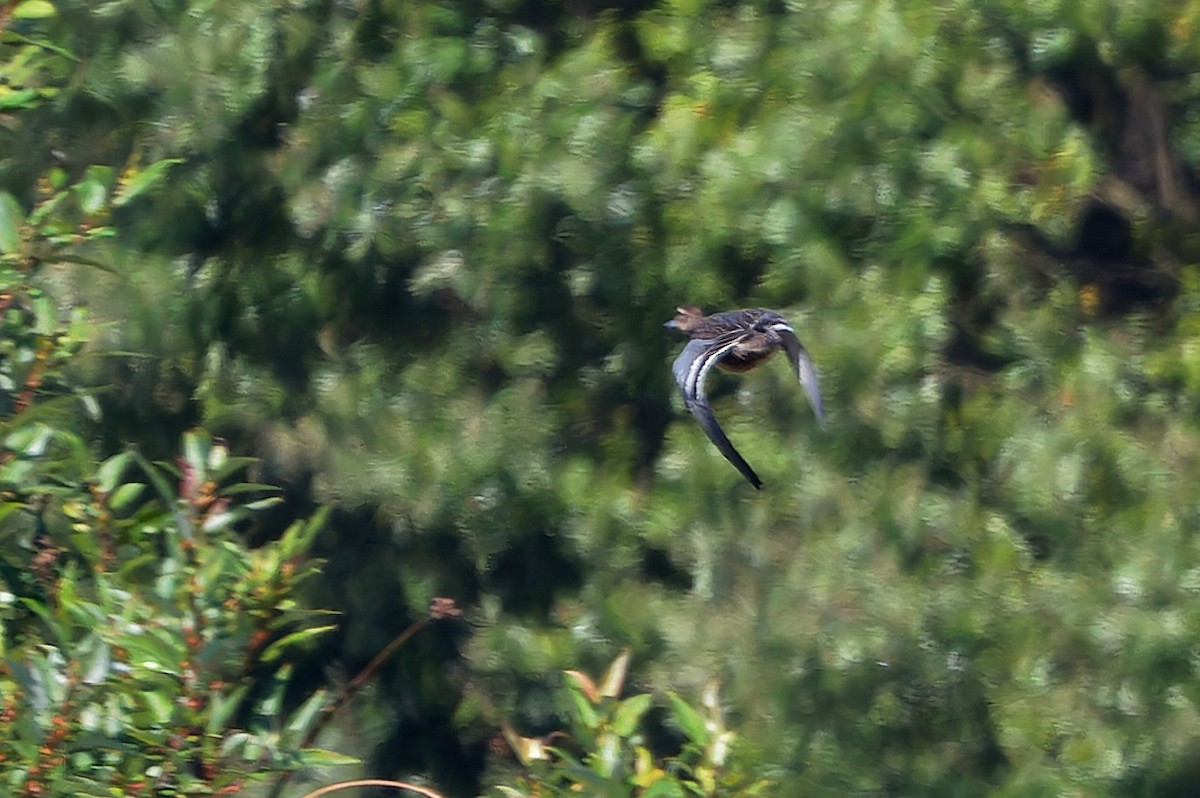 Garganey - ML624319317