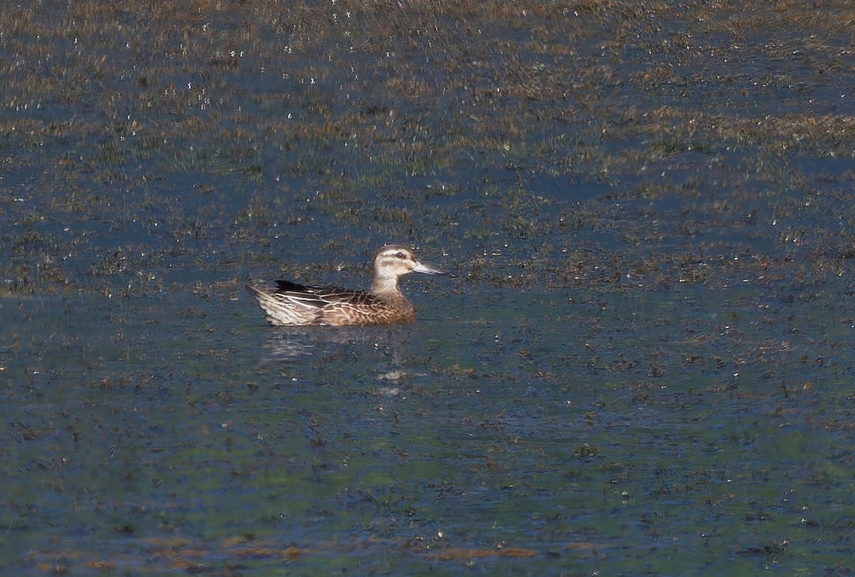 Garganey - ML624319318