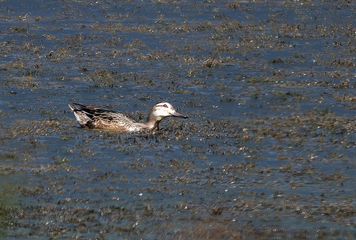 Garganey - ML624319319