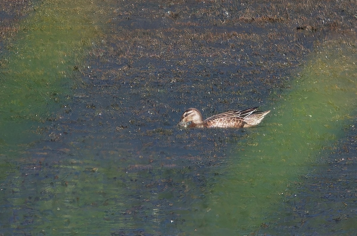 Garganey - ML624319320