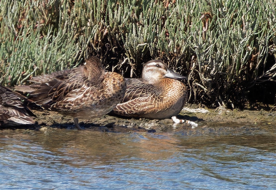 Garganey - ML624319321