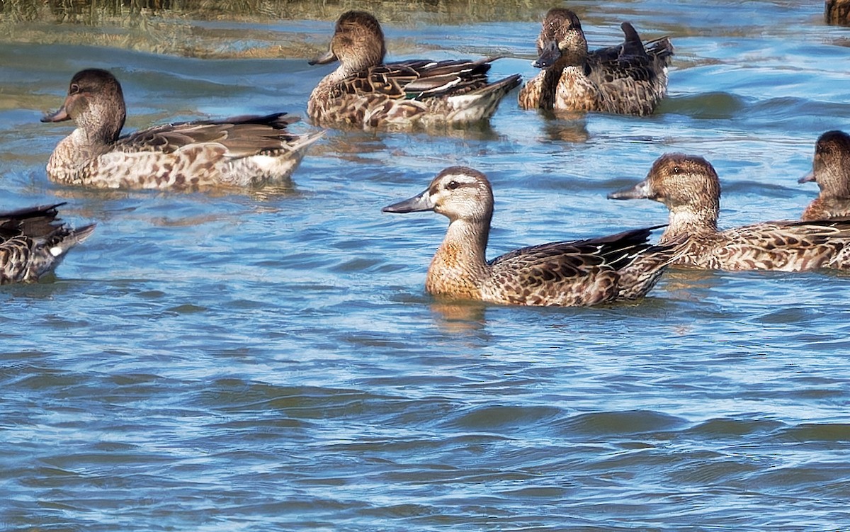Garganey - ML624319322