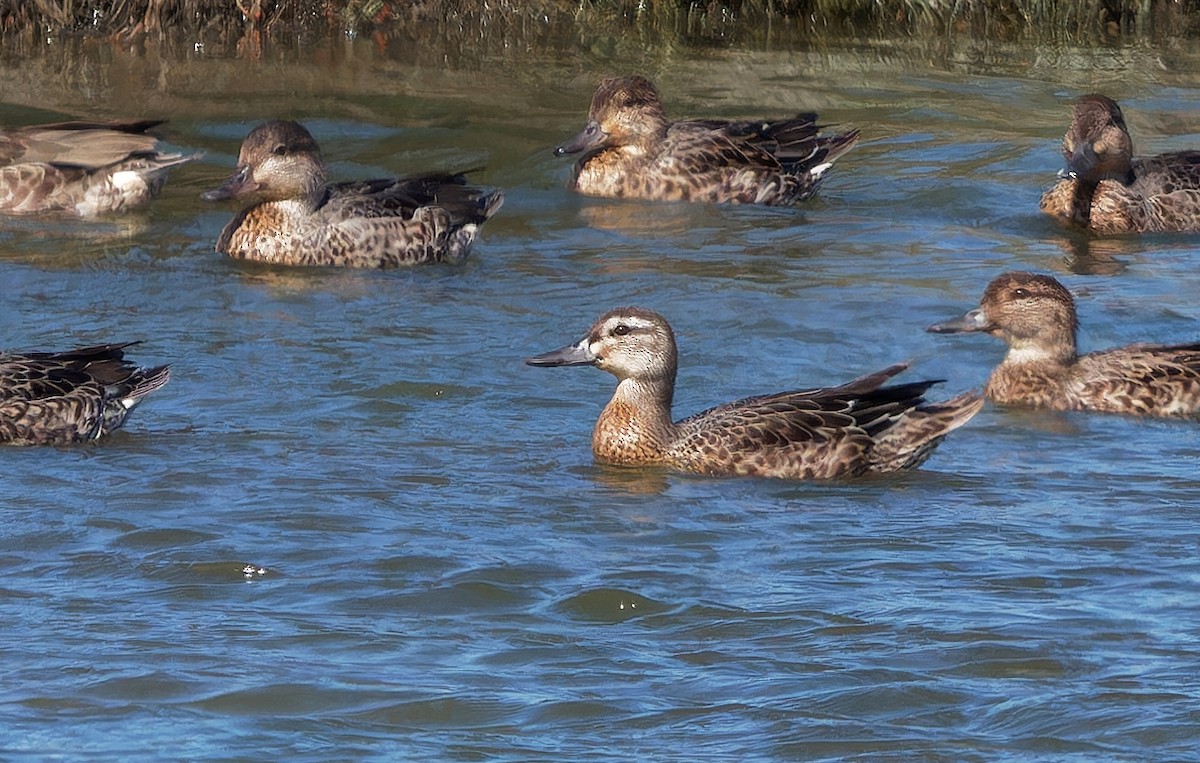 Garganey - ML624319323