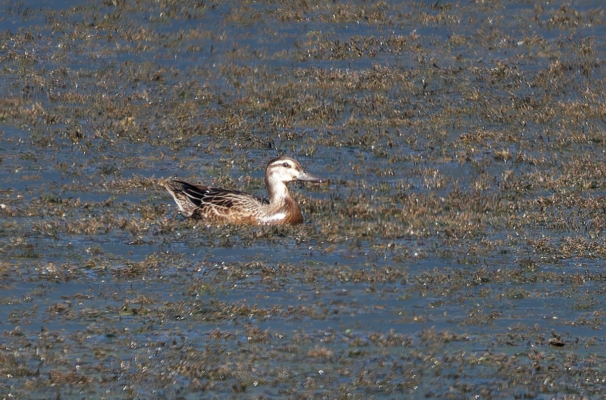 Garganey - ML624319324