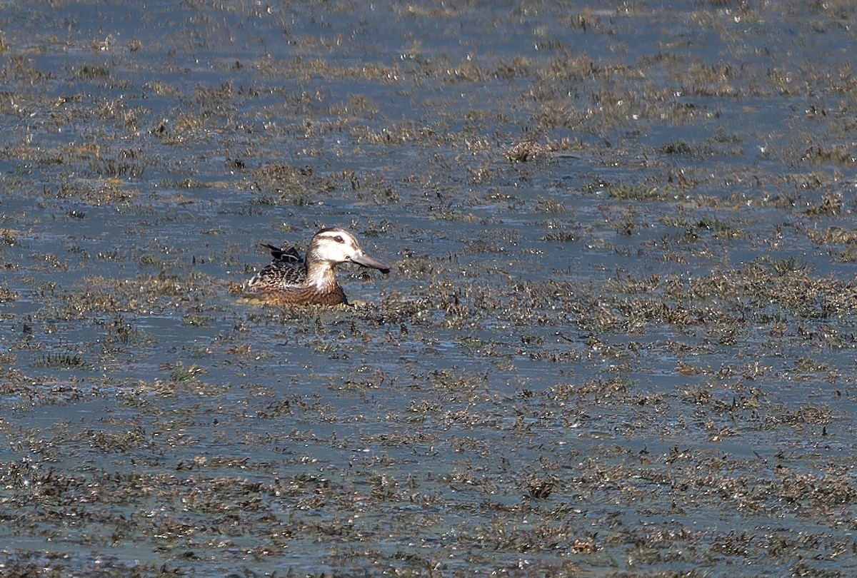 Garganey - ML624319325