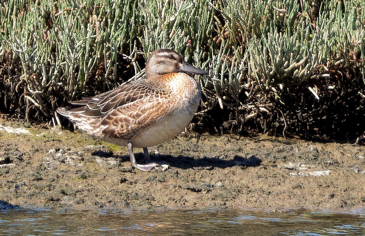Garganey - ML624319326
